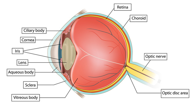 describe the internal and external anatomy and functions of the eye