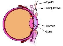 The External Structure - The Human Eye